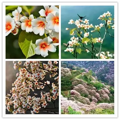 罗田有什么花,常见的野生观赏花有哪些