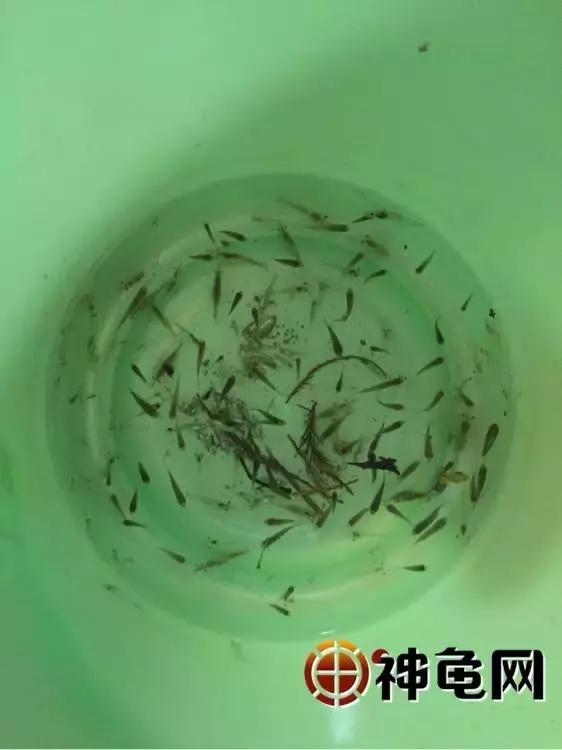 确认过眼神是可以保护你的人,确认过眼神可以靠近吗