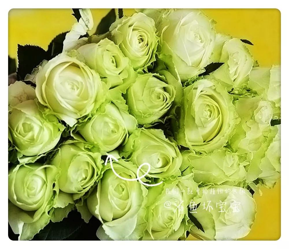 植物世界已发现了多少种植物,植物世界奇花异草