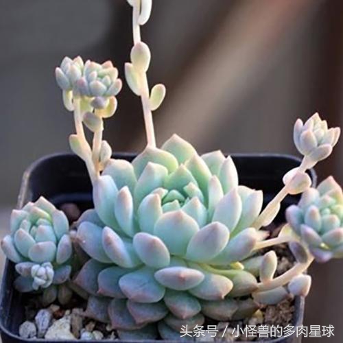 粉蔓群生多头多肉植物,多肉粉蔓的养殖方法和注意事项