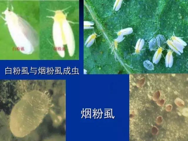 常见害虫有哪些图片大全,常见38种害虫图片及名称及防治