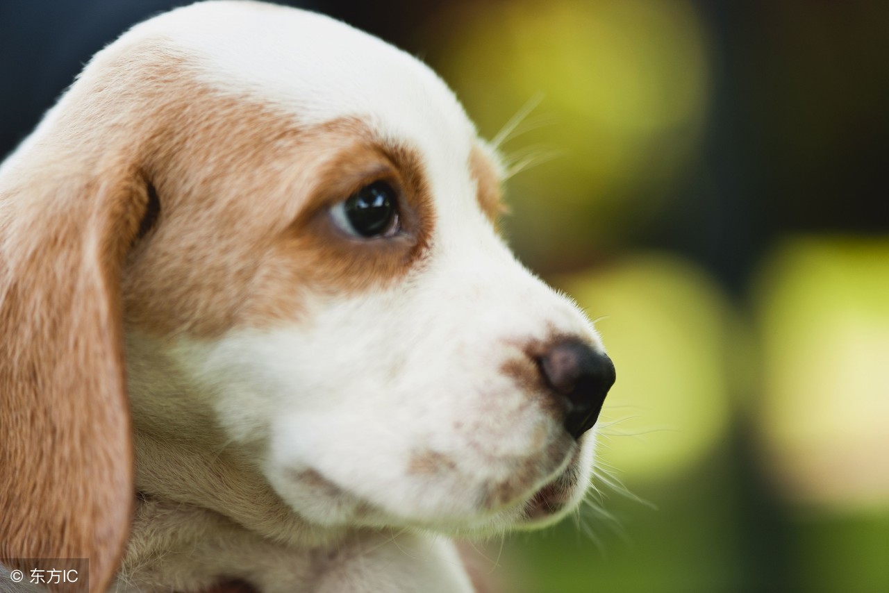 小狗不吃东西还呕吐怎么回事,小狗呕吐是为什么