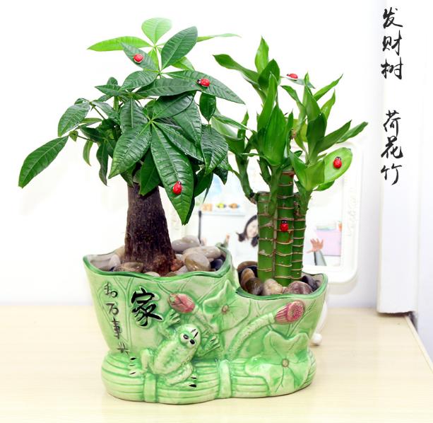 客厅好养的花草植物有哪些,什么花草放在客厅最好