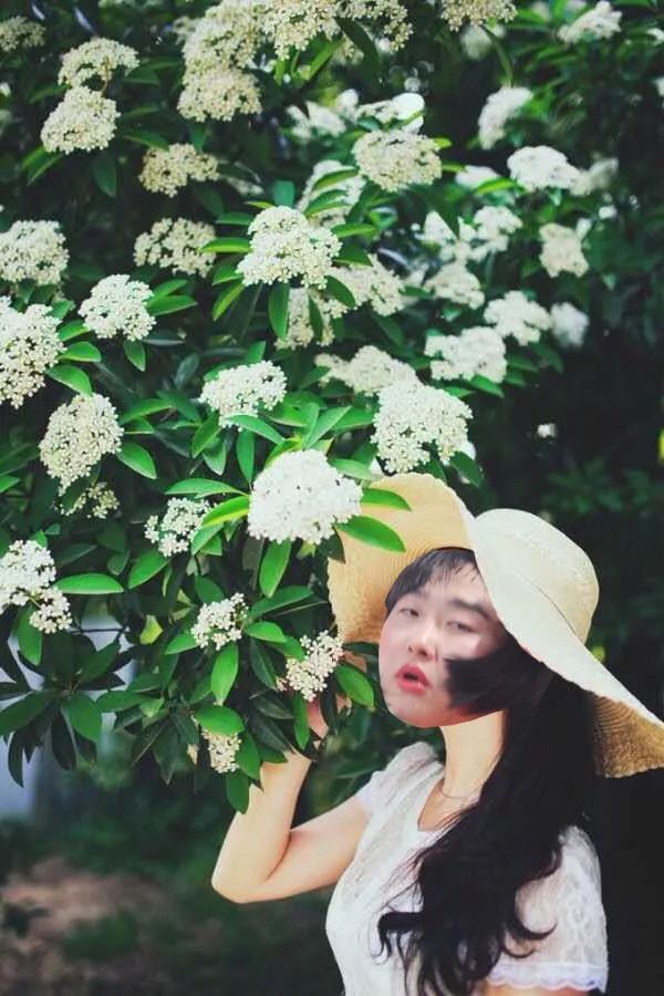 大学校园里面的石楠花,复旦石楠花