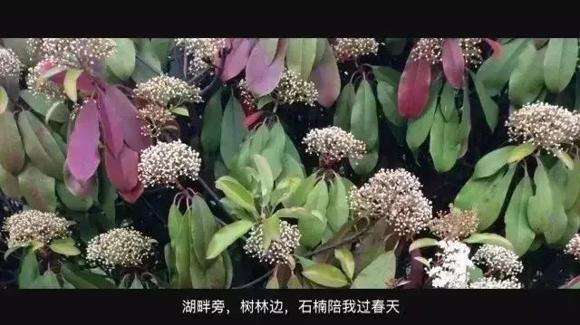 大学校园里面的石楠花,复旦石楠花