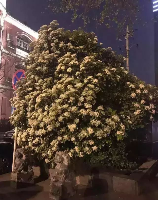 大学校园里面的石楠花,复旦石楠花