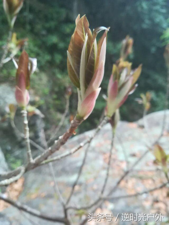 三叠井国家森林公园之旅