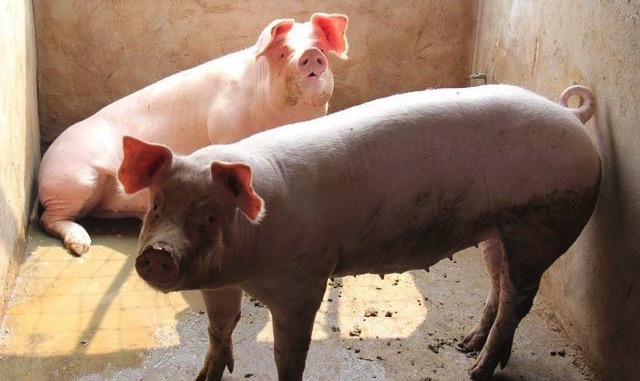 养猪场的猪无名高热病,猪场出现无名高热