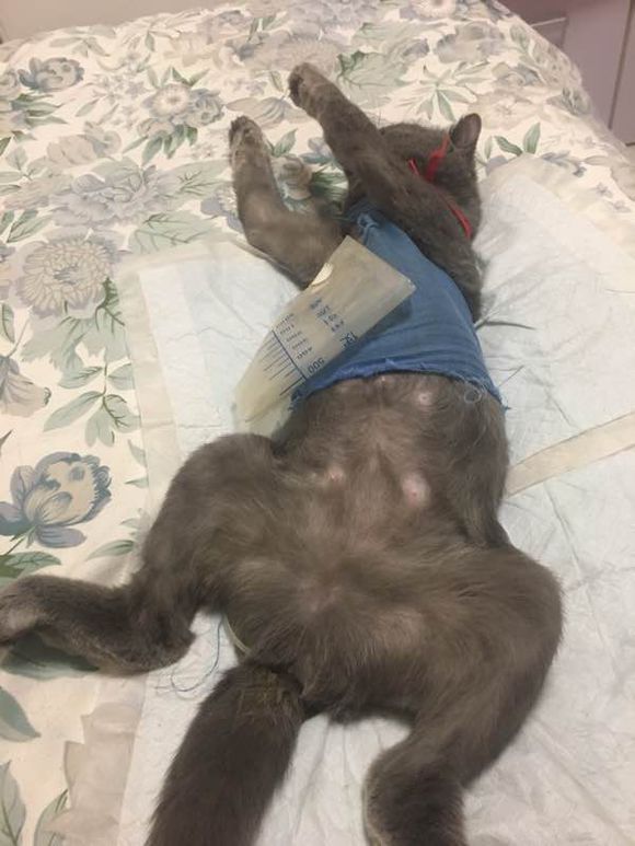 公猫尿道造口术后增生怎么办？