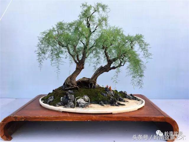 双杆罗汉松树盆景造型,双斜杆盆景