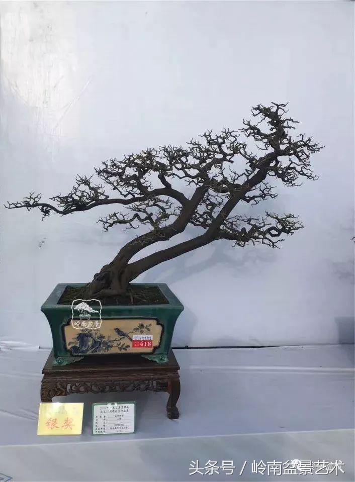 双杆罗汉松树盆景造型,双斜杆盆景