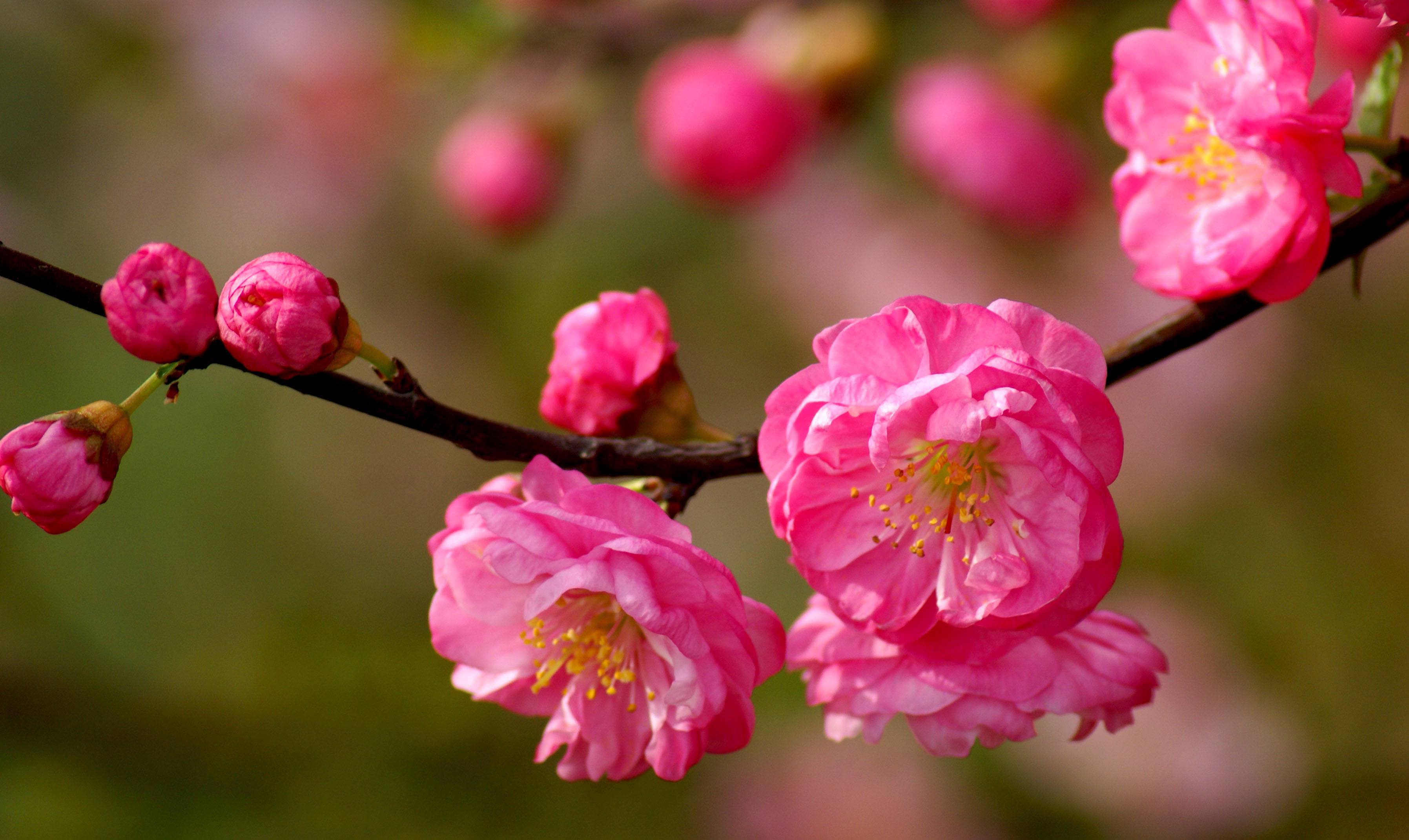 形容春天的美好景象的成语,春天的成语100个简单