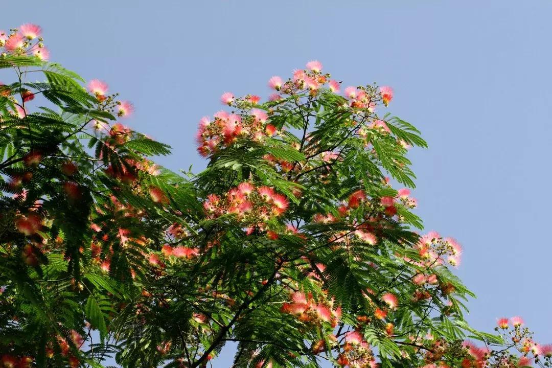 家里养的花多有助睡眠吗,卧室要养的4种睡眠花