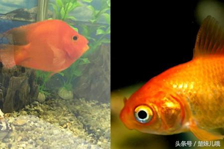 鱼身上有黑斑是什么鱼,鱼身上长黑斑用啥药治