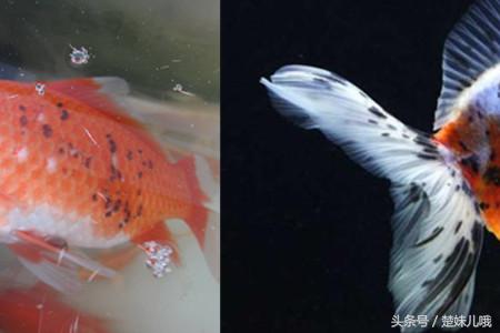 鱼身上有黑斑是什么鱼,鱼身上长黑斑用啥药治