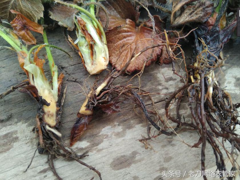 草莓根黄了要不要剪掉,草莓根全部黑了能救吗