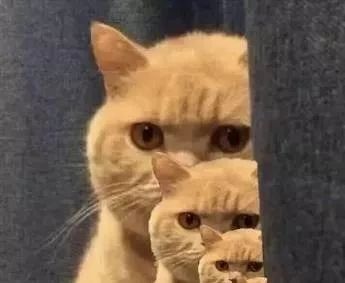 怎样补领机动车登记证书,号牌行驶证去哪里补领