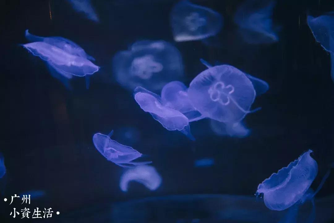 巴南海洋公园一日游攻略 (香港海洋公园游玩攻略)