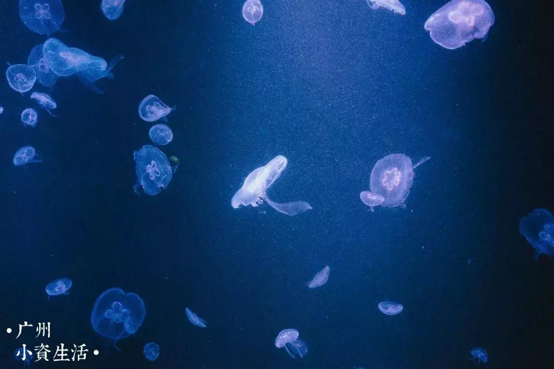 巴南海洋公园一日游攻略 (香港海洋公园游玩攻略)