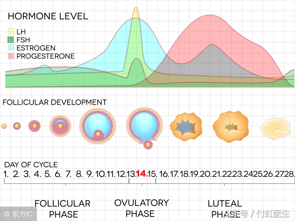 45岁月经不来怎么办并且肚子疼,44岁怀不上孕的原因是什么