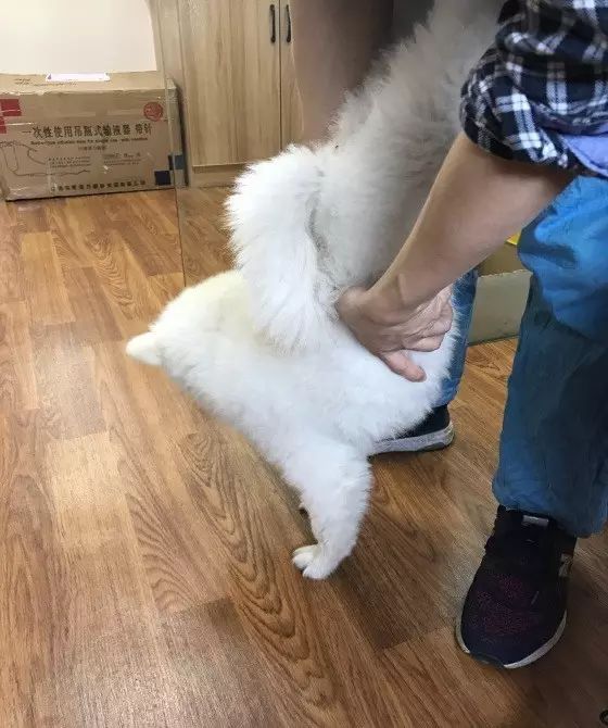 边牧误食了牙签会排出来吗,边牧误食玩具怎么办