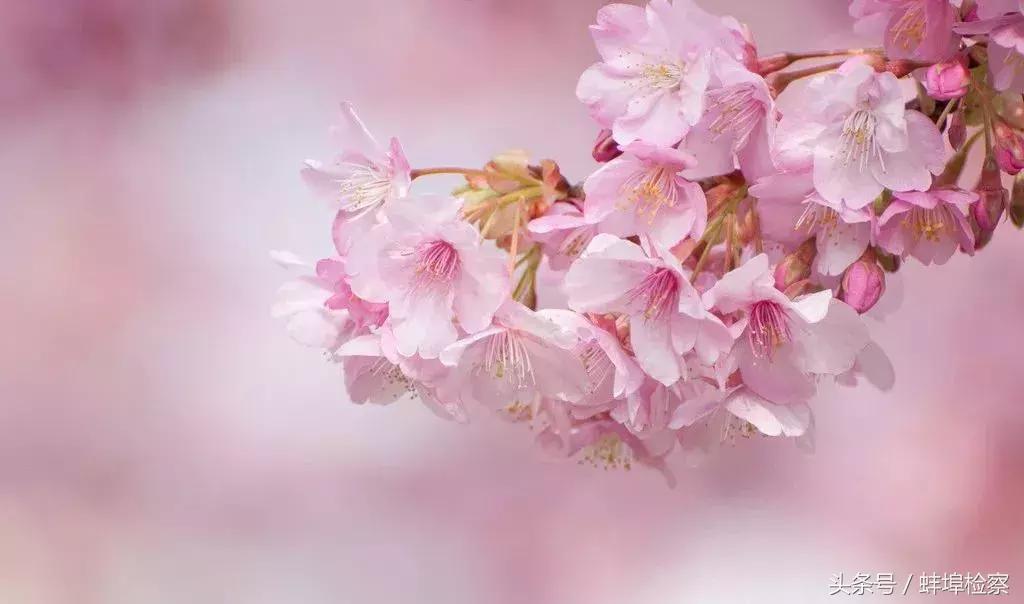 开在诗词里的20种花，朵朵诗意盈香