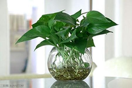 绿萝养得茂盛需要修剪吗,绿萝怎么养才能更旺盛不会长芽