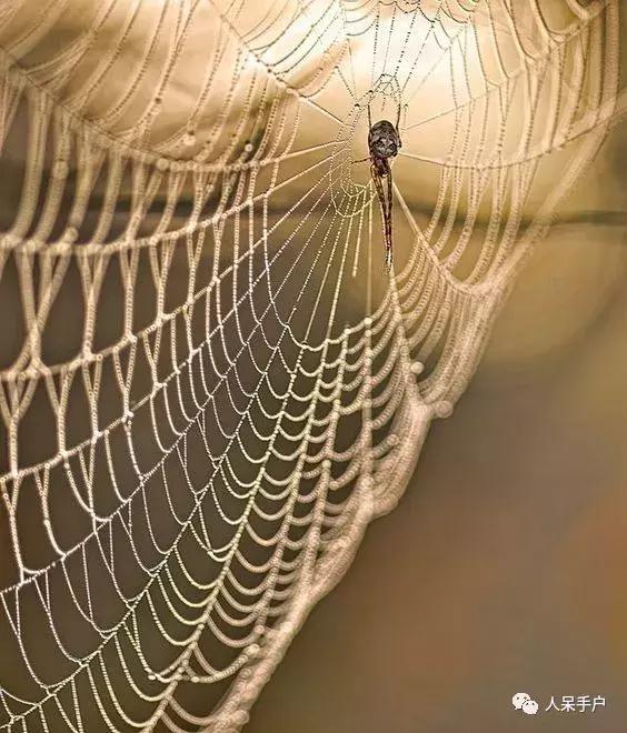 你说蜘蛛侠,蜘蛛侠的蜘蛛丝里有什么