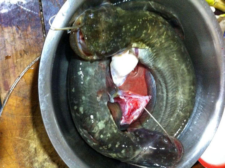 夜钓大口鲶鱼用什么饵最好,野河钓大口鲶鱼有多大