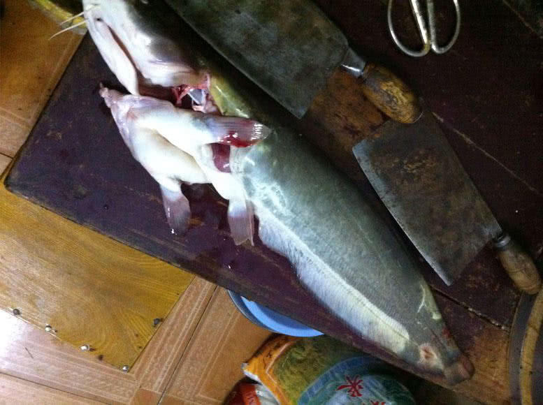 夜钓大口鲶鱼用什么饵最好,野河钓大口鲶鱼有多大