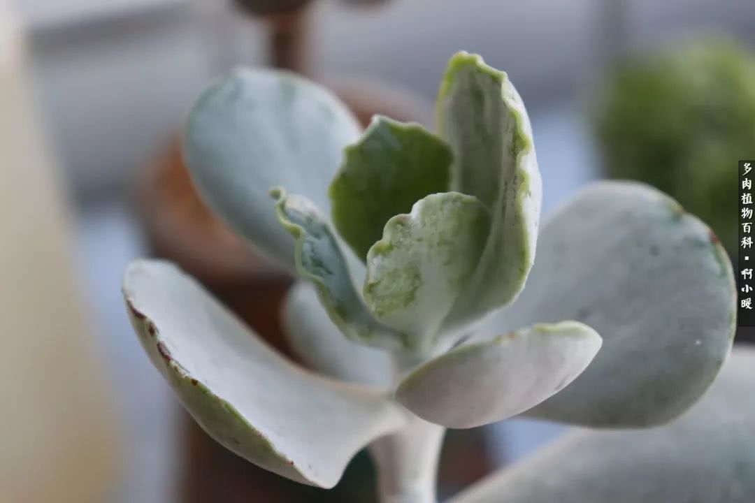 多肉小苗服盆几天浇水,拇指盆的多肉怎么浇水