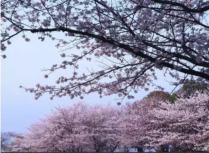 东南dx3自驾游,江浙寻花事