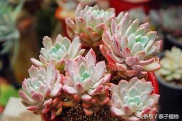 多肉植物水化后怎么处理,多肉植物水化了怎么办