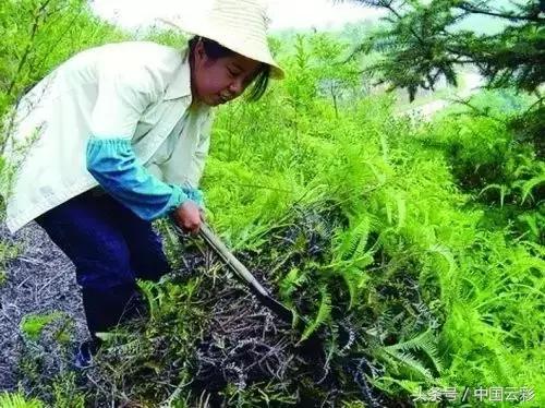 铁芒萁做菜,铁芒萁如何食用