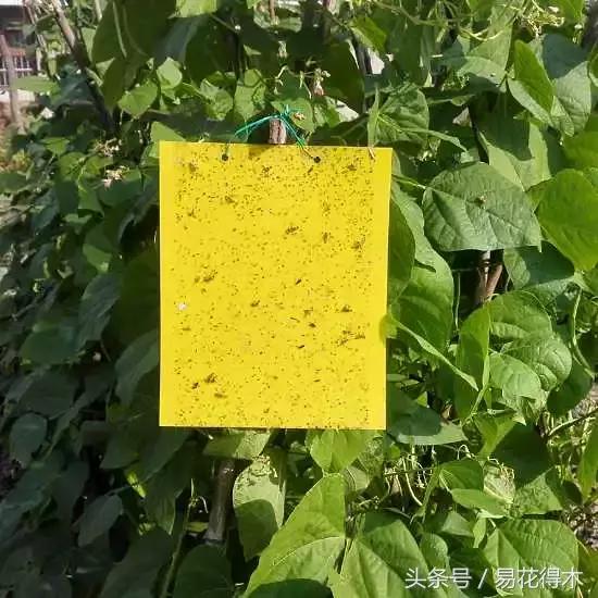 春季花草怎么防飞虫,春季怎么去花的小飞虫