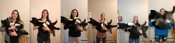 秋田犬成长过程,秋田犬1-12个月变化图