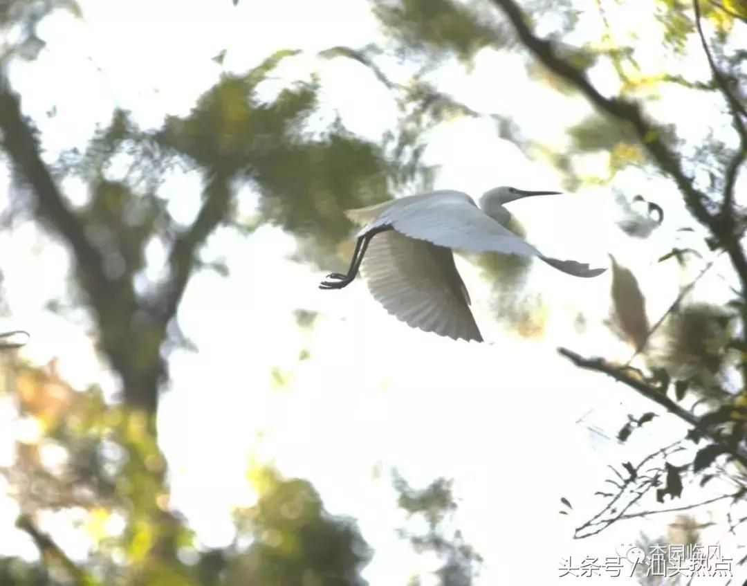 莲下这里竟藏了个神奇的“候鸟客栈”！好多人还不知道……
