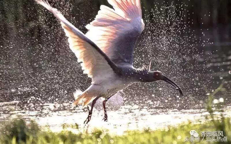 莲下这里竟藏了个神奇的“候鸟客栈”！好多人还不知道……