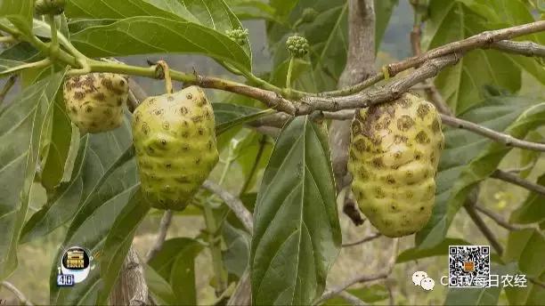 又酸又苦的热带水果,超级酸的热带水果