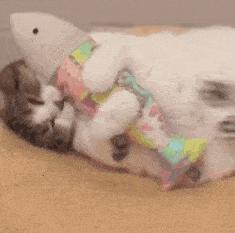 贵的就是好？放屁！9块9的东西分分钟打脸！