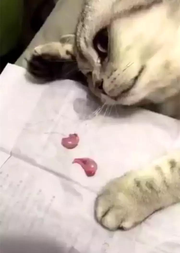 猫咪被割了的蛋去哪了,猫咪被割了怎么还有一个蛋