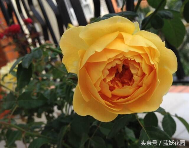 刚买回来的月季种下去枯萎怎么办,刚买回来的月季晒了怎么补救