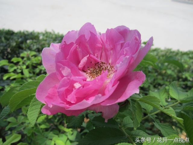 带刺的玫瑰花语,带刺的玫瑰花全集