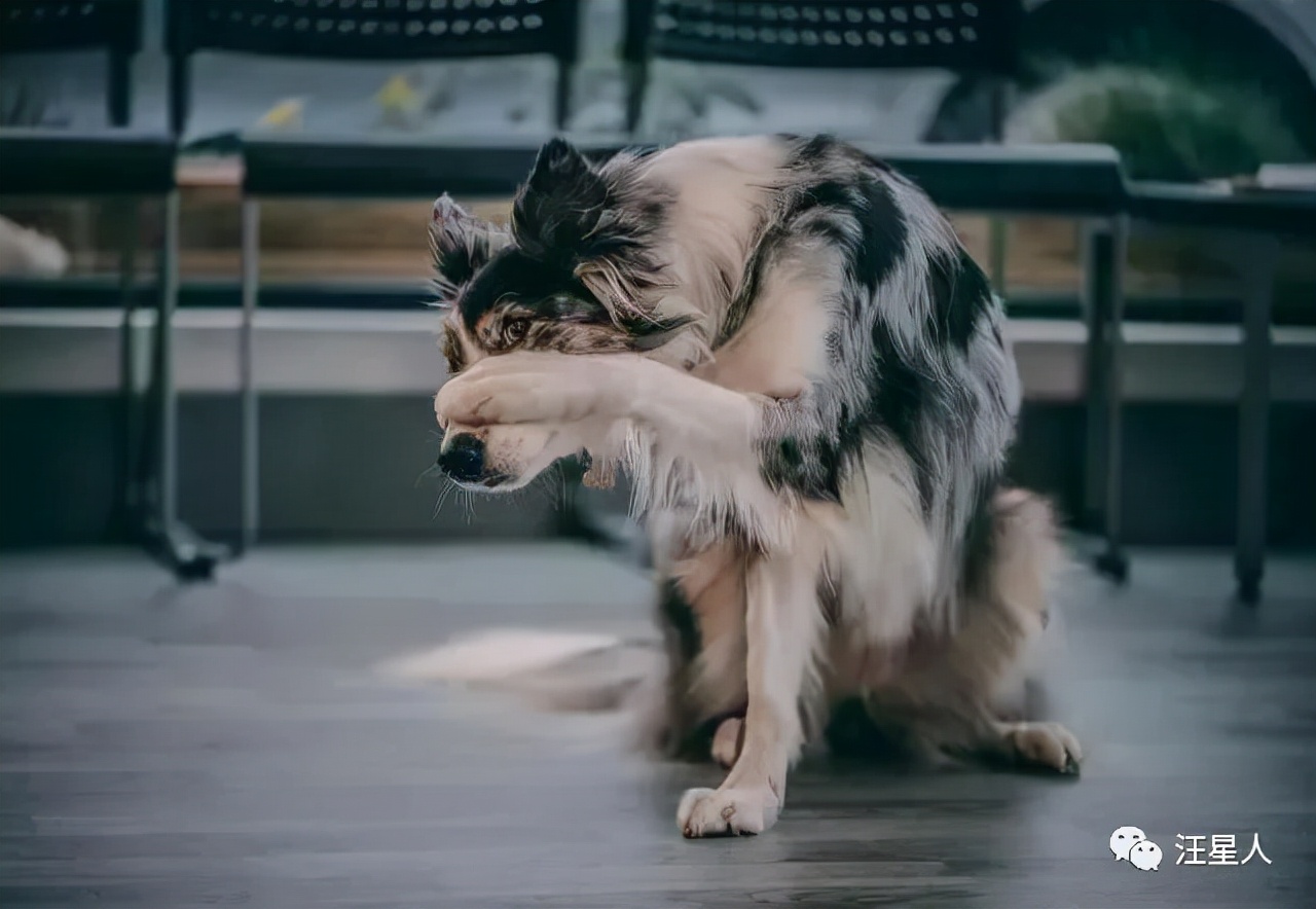 我养的边牧为什么看到谁都很热情,别以为边牧很好养