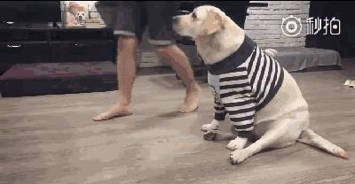 铲屎官奋不顾身保护宠物,铲屎官和狗日常行为