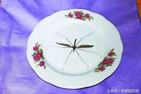 北方人的几次南下,都被这种小东西挡了回去|地球知识局