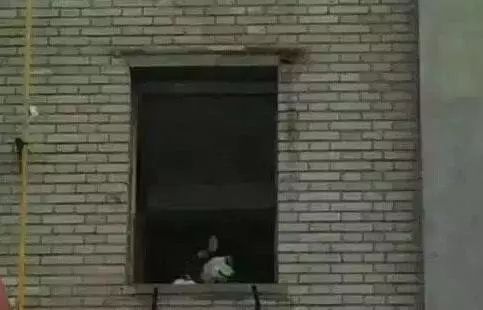 啊，春天~狗狗的交配全指南！