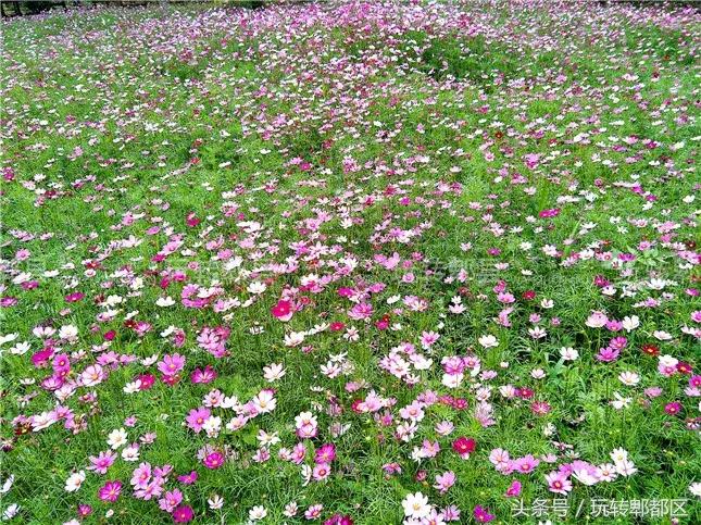 又一家高颜值花园音乐烤吧入驻郫都，趁五一快去痛快的搓一顿吧！