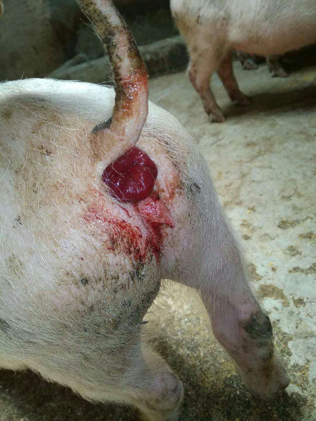 猪脱肛时间长了塞不回去了怎么办,猪脱肛缝合之后拉不出屎怎么处理