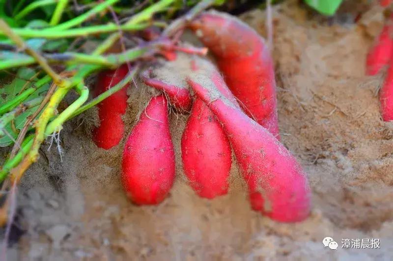 漳浦县牛,凭什么你那么牛原版